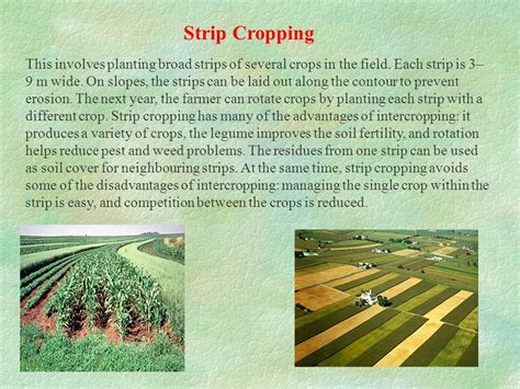 strip cropping disadvantages